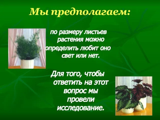 Мы предполагаем: по размеру листьев растения можно определить любит оно свет или