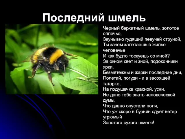 Последний шмель Черный бархатный шмель, золотое оплечье, Заунывно гудящий певучей струной, Ты