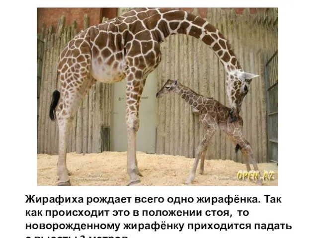 Жирафиха рождает всего одно жирафёнка. Так как происходит это в положении стоя,