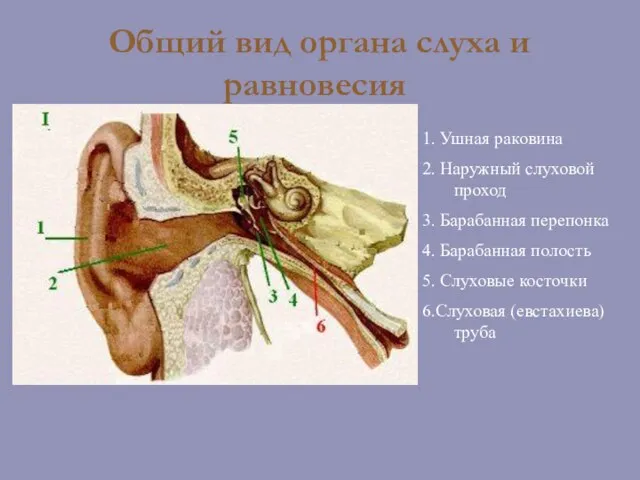 Общий вид органа слуха и равновесия 1. Ушная раковина 2. Наружный слуховой