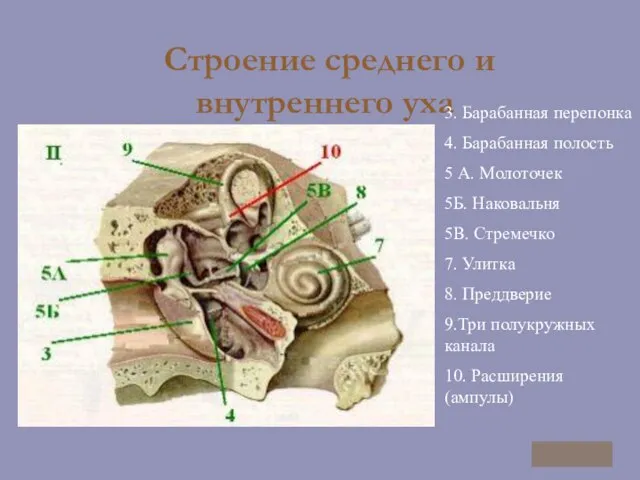 Строение среднего и внутреннего уха 3. Барабанная перепонка 4. Барабанная полость 5