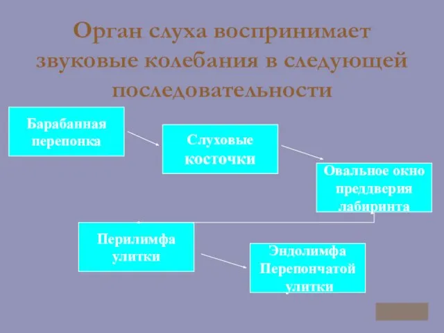 Орган слуха воспринимает звуковые колебания в следующей последовательности Барабанная перепонка Слуховые косточки