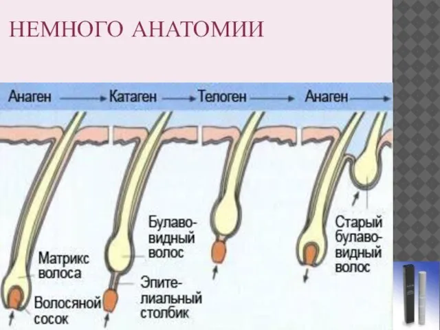 НЕМНОГО АНАТОМИИ