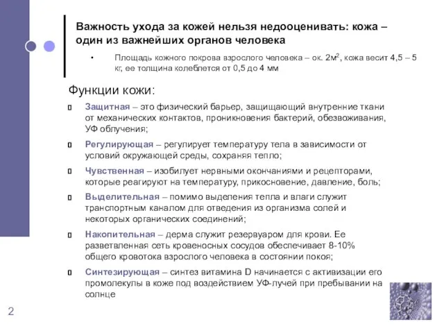 Функции кожи: Защитная – это физический барьер, защищающий внутренние ткани от механических