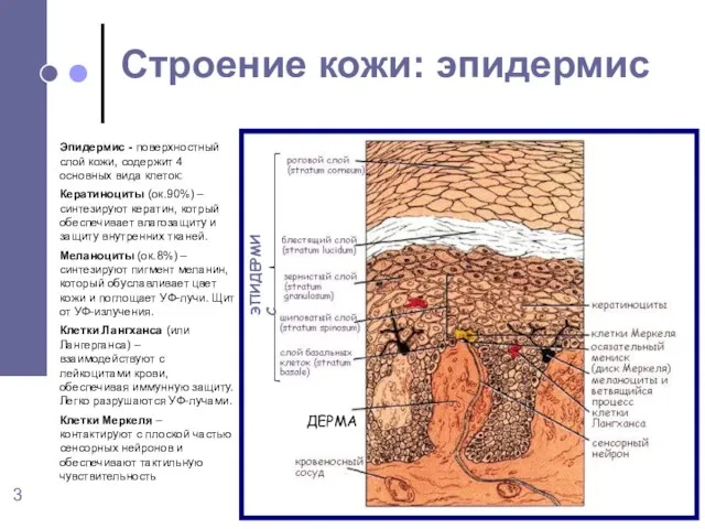 Эпидермис - поверхностный слой кожи, содержит 4 основных вида клеток: Кератиноциты (ок.90%)