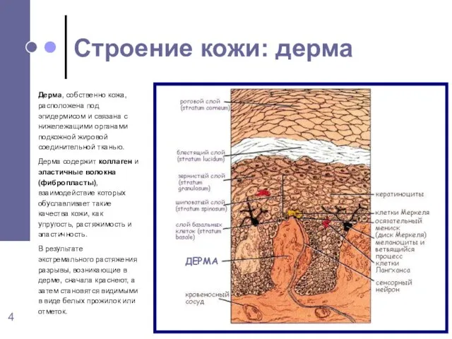 Дерма, собственно кожа, расположена под эпидермисом и связана с нижележащими органами подкожной