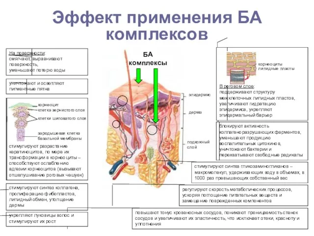 Эффект применения БА комплексов регулируют скорость метаболических процессов, ускоряя поглощение питательных веществ