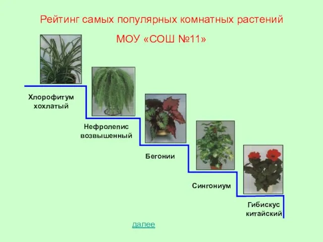 Рейтинг самых популярных комнатных растений МОУ «СОШ №11» Хлорофитум хохлатый Нефролепис возвышенный