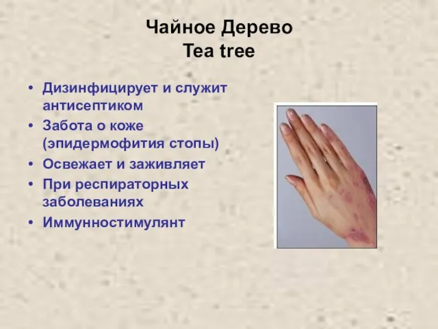 Чайное Дерево Tea tree Дизинфицирует и служит антисептиком Забота о коже (эпидермофития