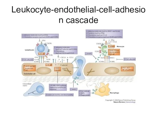 Leukocyte-endothelial-cell-adhesion cascade