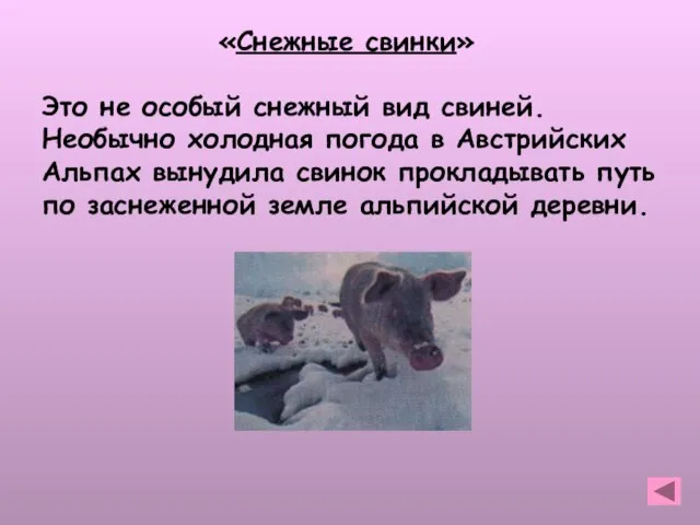 «Снежные свинки» Это не особый снежный вид свиней. Необычно холодная погода в