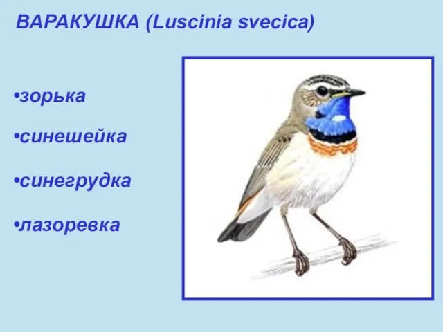 ВАРАКУШКА (Luscinia svecica) зорька синешейка синегрудка лазоревка