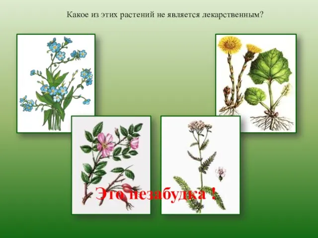Какое из этих растений не является лекарственным? Это незабудка !