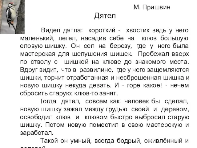 М. Пришвин Дятел Видел дятла: короткий - хвостик ведь у него маленький,