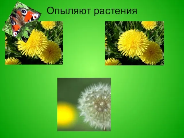 Опыляют растения