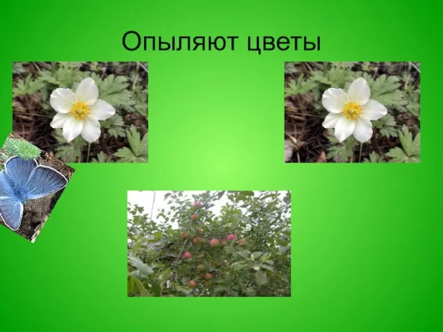 Опыляют цветы