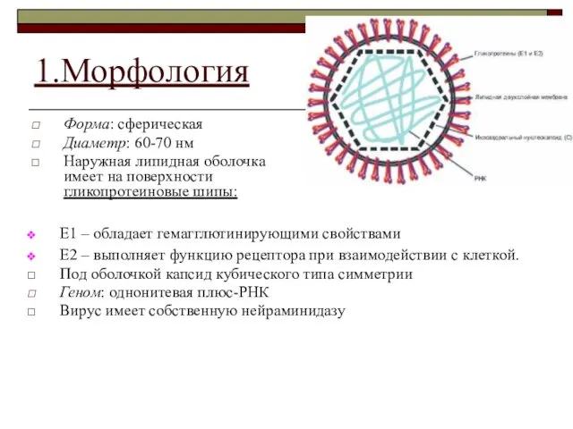 1.Морфология Форма: сферическая Диаметр: 60-70 нм Наружная липидная оболочка имеет на поверхности