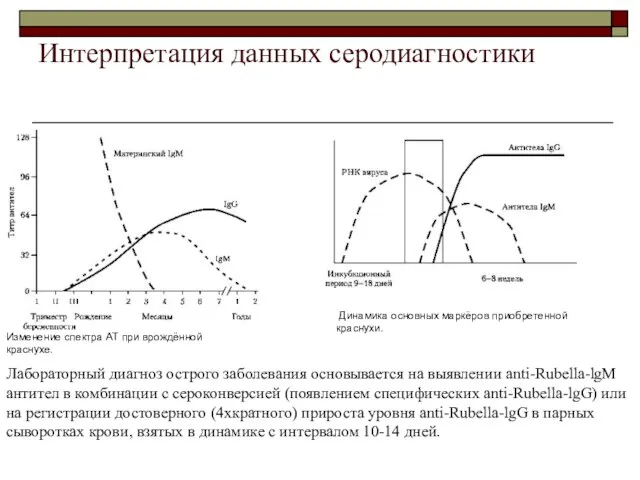 Интерпретация данных серодиагностики Изменение спектра АТ при врождённой краснухе. Динамика основных маркёров