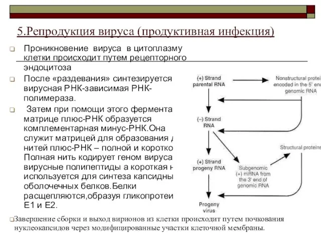 Проникновение вируса в цитоплазму клетки происходит путем рецепторного эндоцитоза После «раздевания» синтезируется