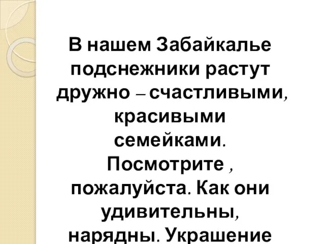 В нашем Забайкалье подснежники растут дружно – счастливыми, красивыми семейками. Посмотрите ,