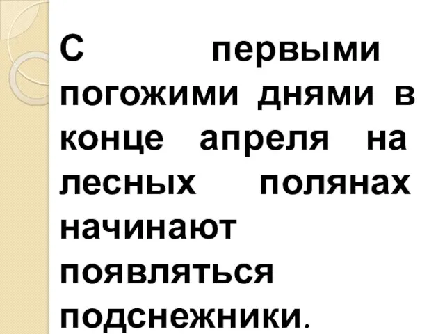 С первыми погожими днями в конце апреля на лесных полянах начинают появляться подснежники.