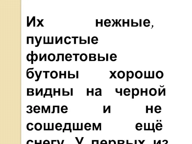 Их нежные, пушистые фиолетовые бутоны хорошо видны на черной земле и не