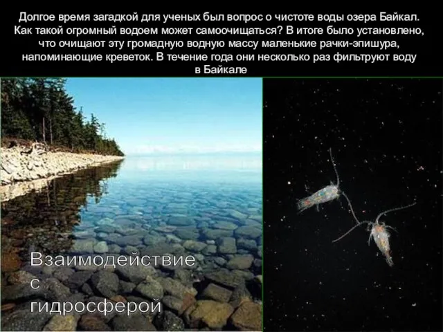 Долгое время загадкой для ученых был вопрос о чистоте воды озера Байкал.
