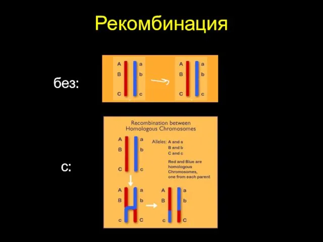 Рекомбинация без: с: