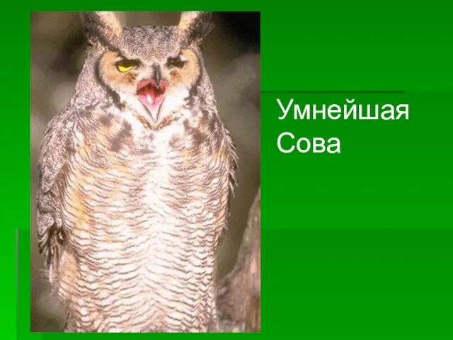 Умнейшая Сова