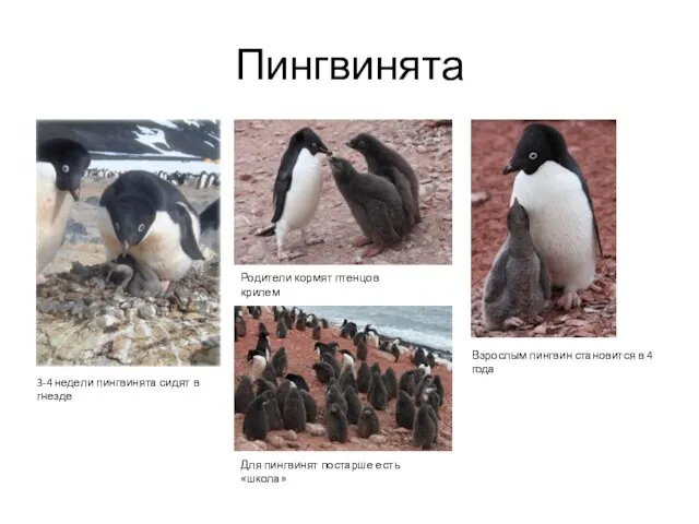 Пингвинята Родители кормят птенцов крилем Для пингвинят постарше есть «школа» 3-4 недели
