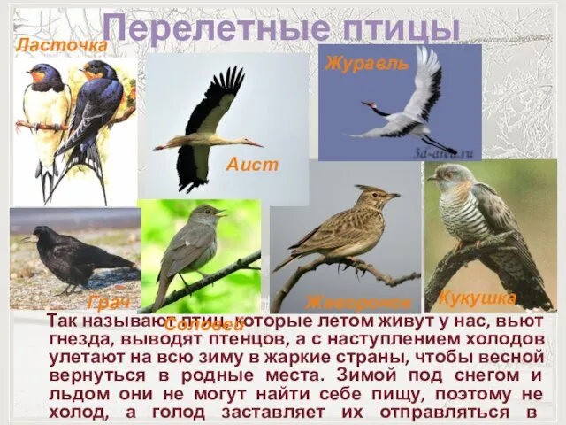 Перелетные птицы Так называют птиц, которые летом живут у нас, вьют гнезда,