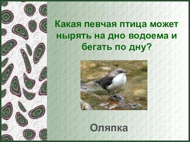 Какая певчая птица может нырять на дно водоема и бегать по дну? Оляпка