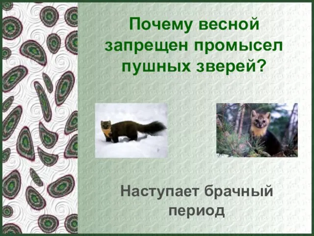 Почему весной запрещен промысел пушных зверей? Наступает брачный период