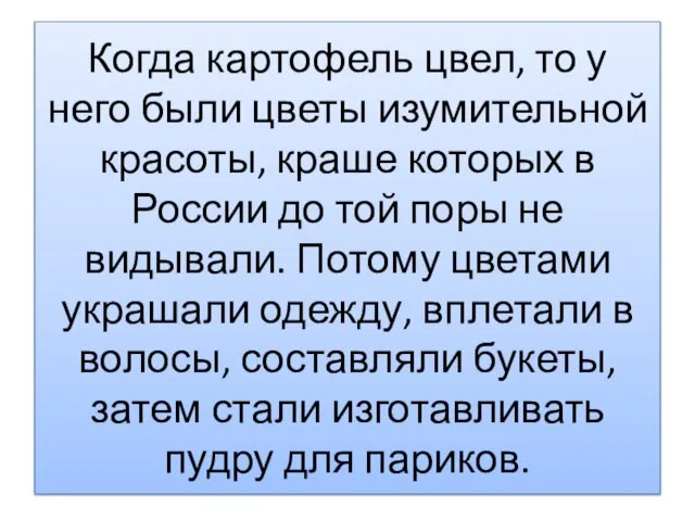 Когда картофель цвел, то у него были цветы изумительной красоты, краше которых