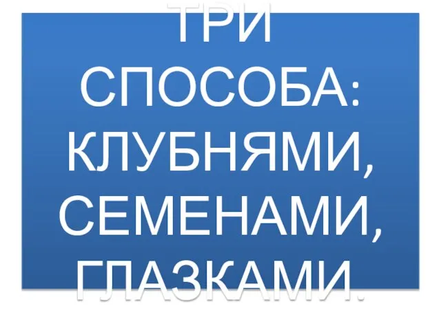 ТРИ СПОСОБА: КЛУБНЯМИ, СЕМЕНАМИ, ГЛАЗКАМИ.