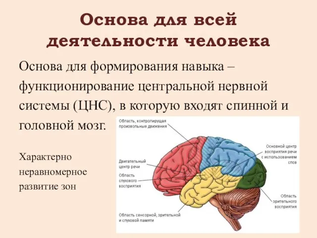 Основа для всей деятельности человека Основа для формирования навыка – функционирование центральной