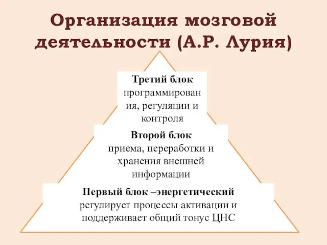 Организация мозговой деятельности (А.Р. Лурия) Третий блок программирования, регуляции и контроля Второй