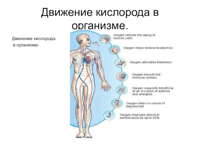 Движение кислорода в организме. Движение кислорода в организме.