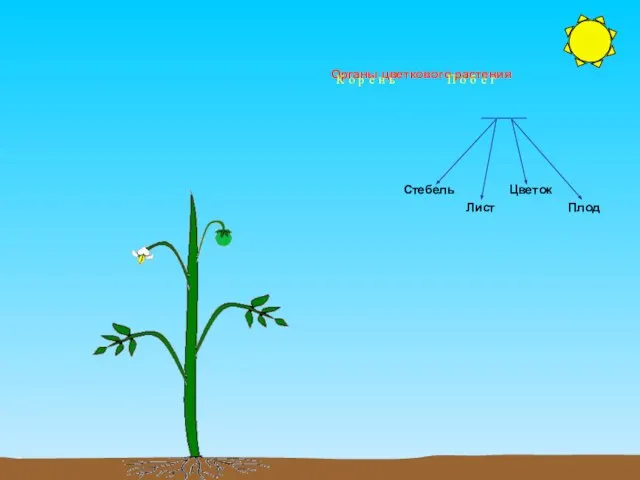 Органы цветкового растения К о р е н ь П о б