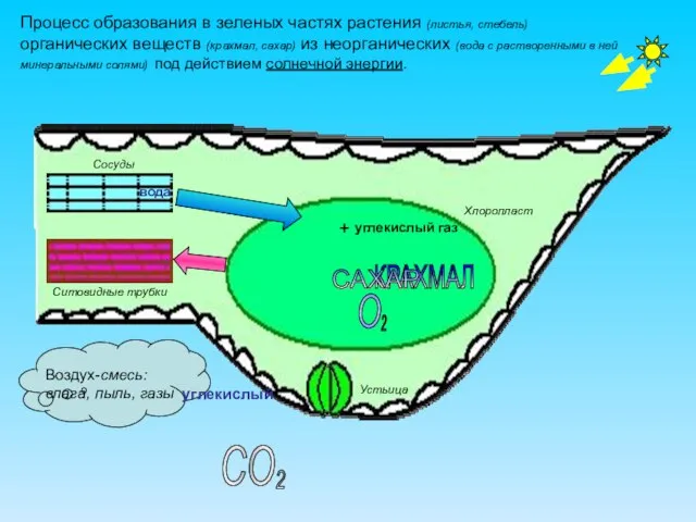 Устьица Хлоропласт Сосуды вода углекислый углекислый газ КРАХМАЛ Ситовидные трубки Процесс образования