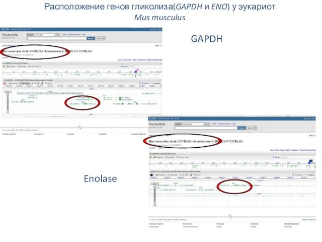 Расположение генов гликолиза(GAPDH и ENO) у эукариот Mus musculus GAPDH Enolase