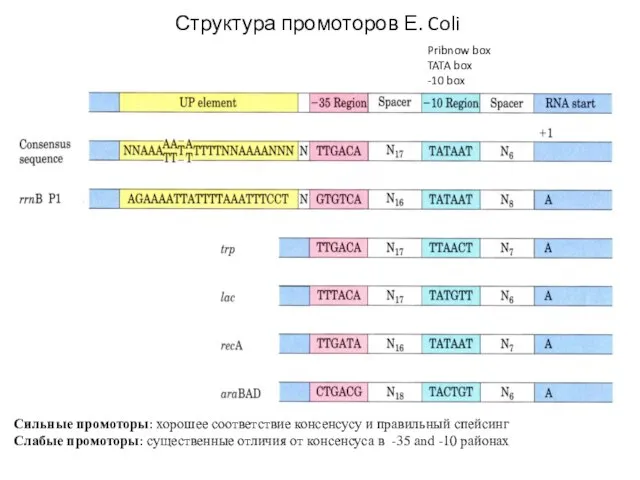 Сильные промоторы: хорошее соответствие консенсусу и правильный спейсинг Слабые промоторы: существенные отличия