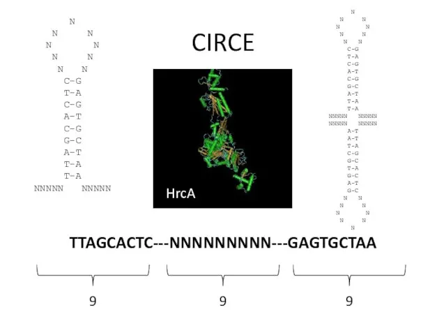 CIRCE TTAGCACTC---NNNNNNNNN---GAGTGCTAA 9 9 9 N N N N N N N