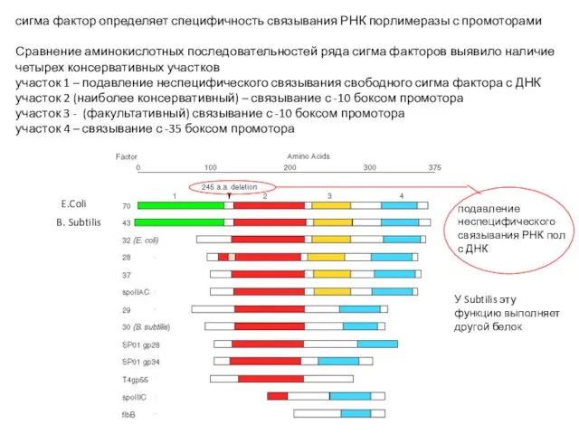 сигма фактор определяет специфичность связывания РНК порлимеразы с промоторами Сравнение аминокислотных последовательностей