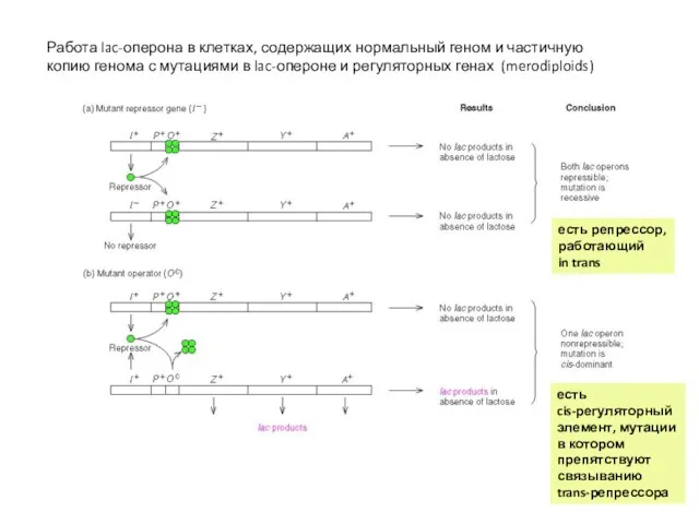 Работа lac-оперона в клетках, содержащих нормальный геном и частичную копию генома с