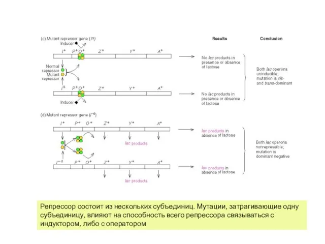 Репрессор состоит из нескольких субъединиц. Мутации, затрагивающие одну субъединицу, влияют на способность