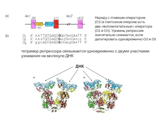 Наряду с главным оператором (О1) в лактозном опероне есть два «вспомогательных» оператора