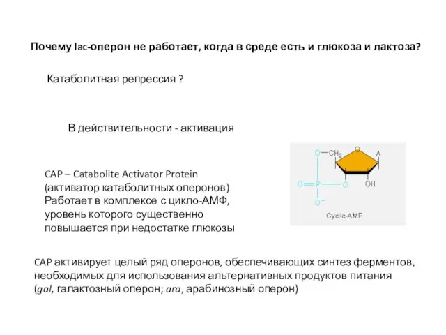 Почему lac-оперон не работает, когда в среде есть и глюкоза и лактоза?