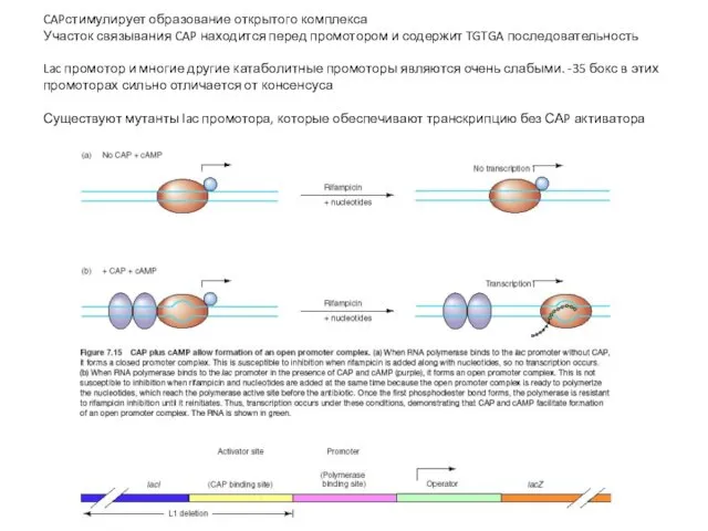 CAPстимулирует образование открытого комплекса Участок связывания CAP находится перед промотором и содержит