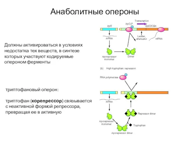 Анаболитные опероны Должны активироваться в условиях недостатка тех веществ, в синтезе которых